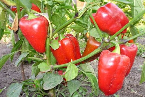 pimienta en el jardín