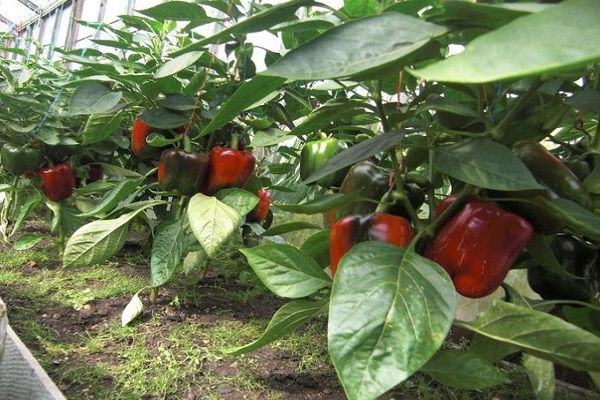 pepper hybrid