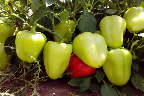 Characteristics and description of pepper varieties Victoria, Ivanhoe, Tenderness, Blondie, Health