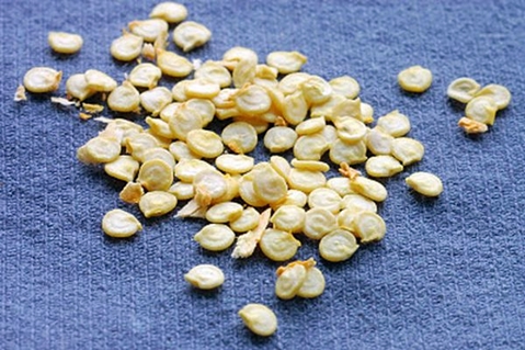 pepper seeds 