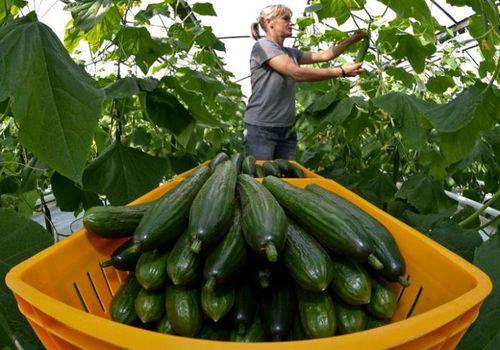 pepinos em uma tigela