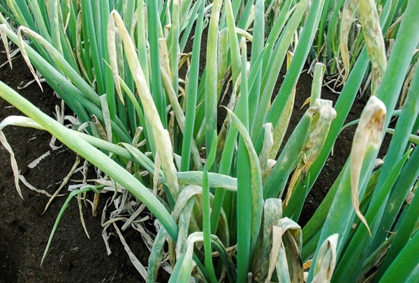 downy mildew of garlic