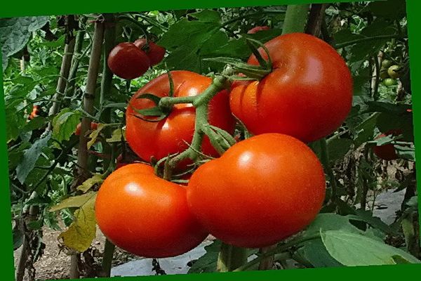 Tomaten anbauen