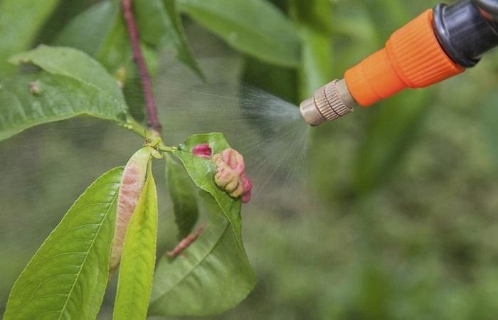 remover doenças 