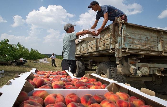 loading fruit 