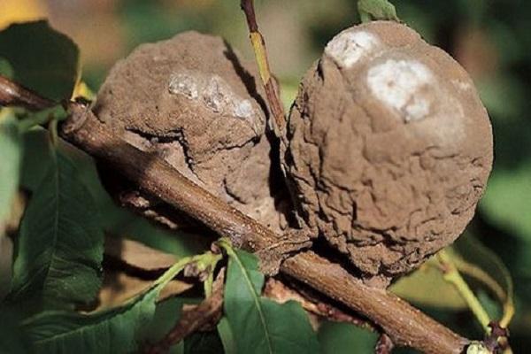 affecté par un champignon 