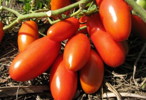 Tomatenbüsche Gulliver 