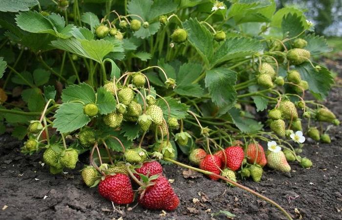 strawberry growing 