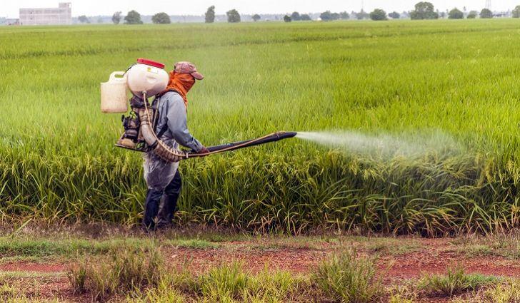 spraying the field