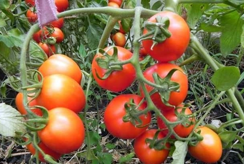 tomato bushes peter the first