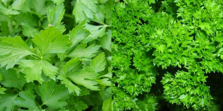 parsley