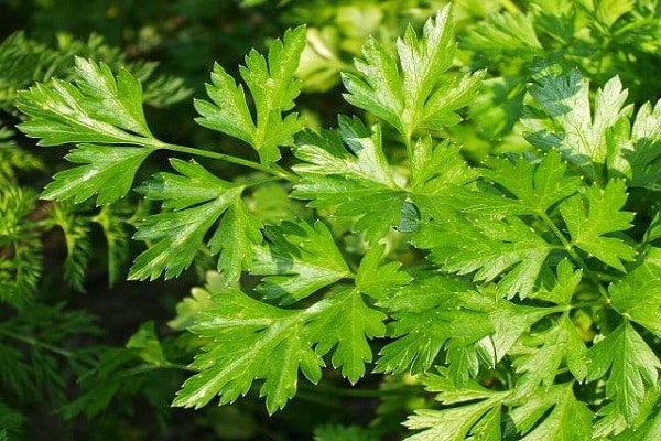 rosette of leaves