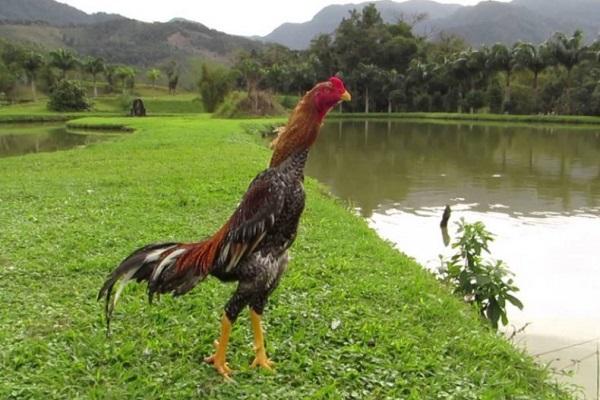 caminhando na natureza 