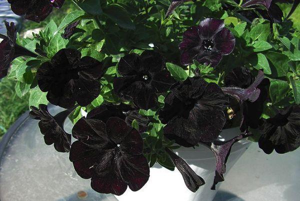 Petunias Blackberry