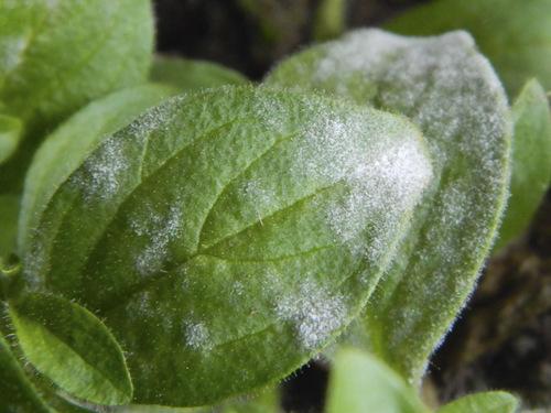 petunia disease