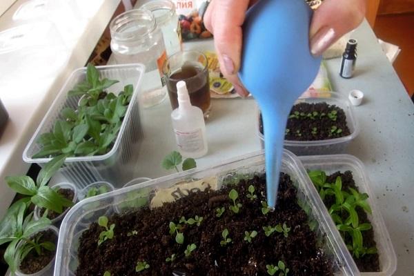 watering seedlings