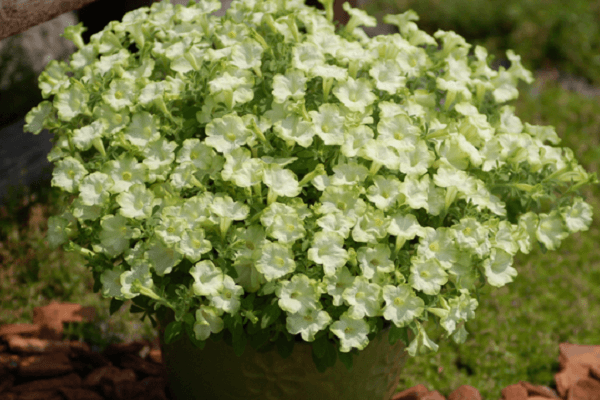 groene bloeiwijze 