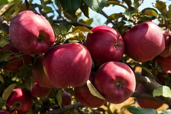 variété de pommier Almaty