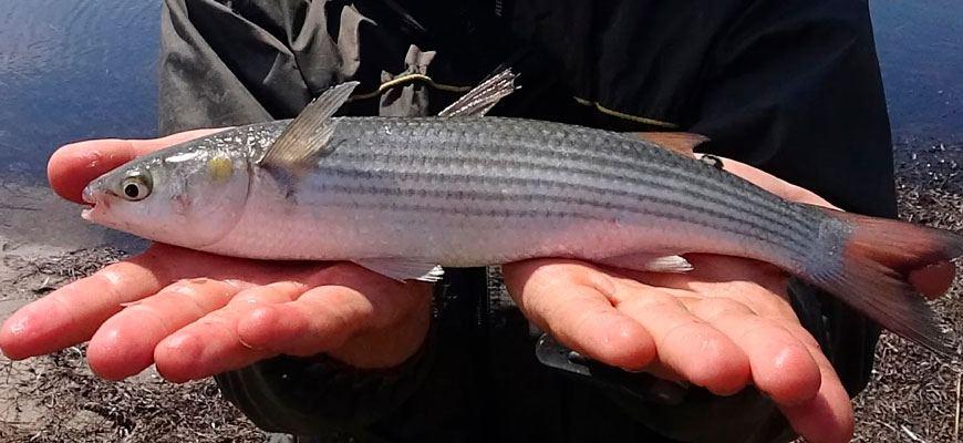 pescado de carne blanca