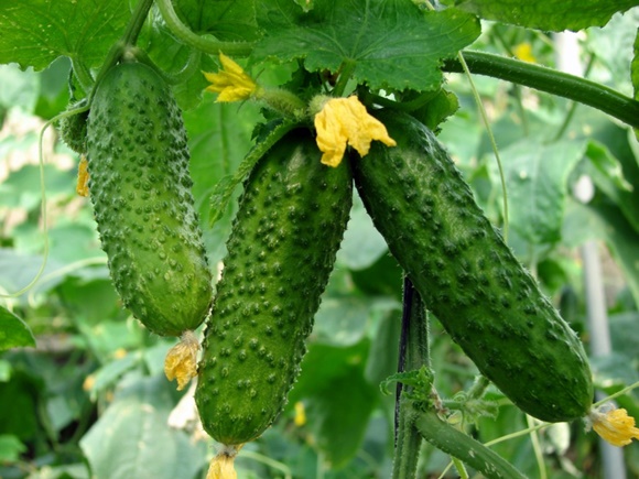 cucumbers in an open garden