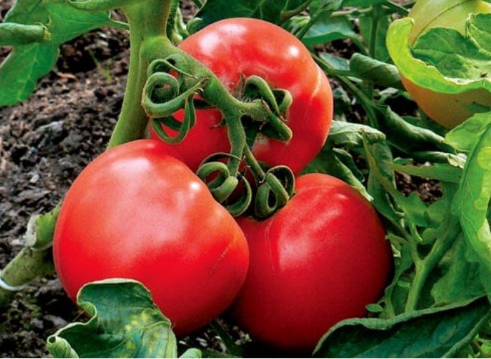 tomates rouges au sol