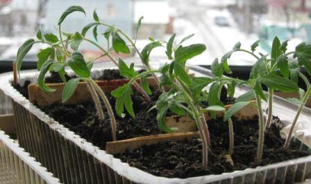 tomato picking