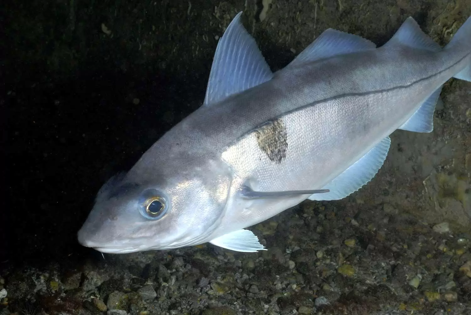 Lista de 48 especies de peces, sus nombres y características, descripciones y dónde viven