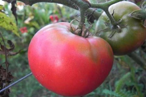 ascensão rosa tomate