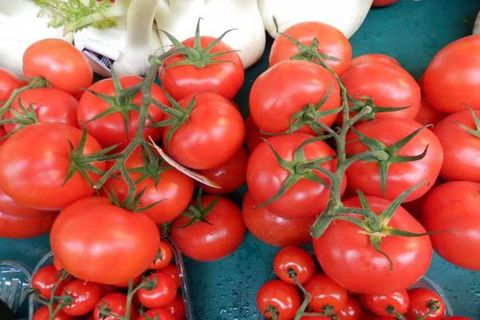 tomato variety