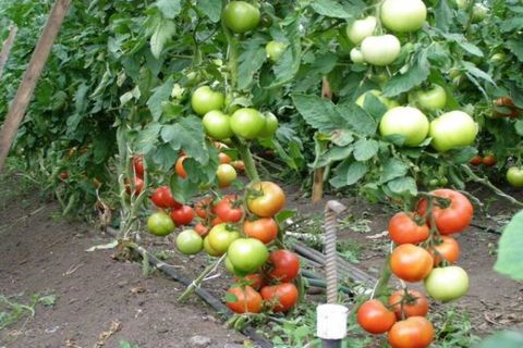 Descrição e características da variedade de tomate Pink Lady