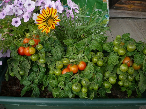 Pinocchio-Tomate wächst auf dem Balkon