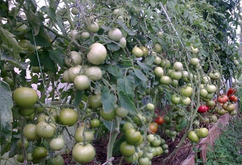 tomates ligne rose