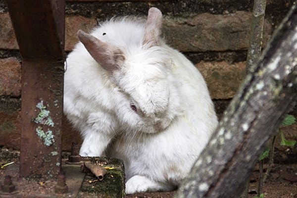 Würmer bei Kaninchen