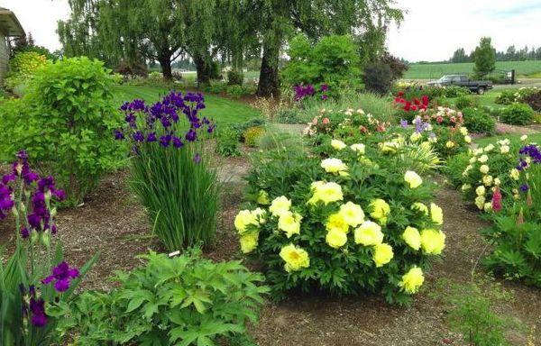 Pfingstrosen im Garten