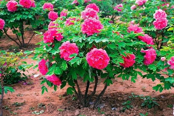 flor de peonía 