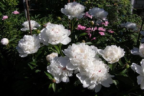 puting peonies 