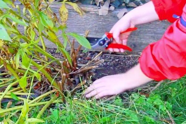 pruning peonies