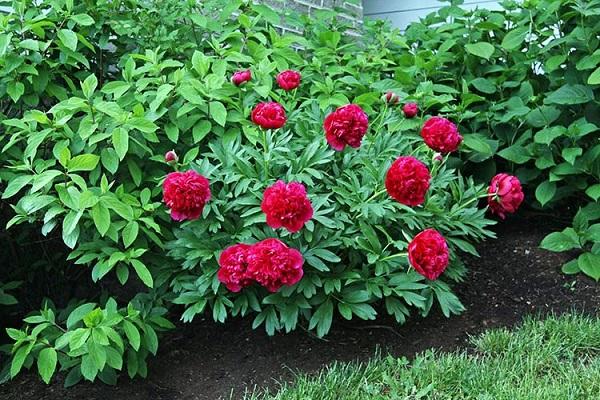 Peony Kansas