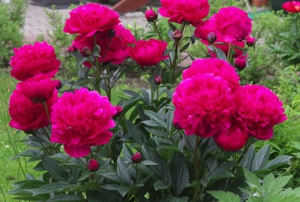 peony lactiflora Kansas