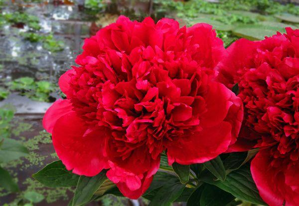 Terry peony