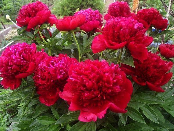 red peonies