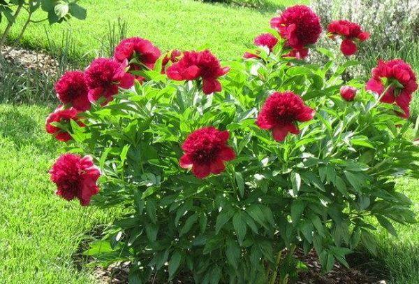 peonies in the field