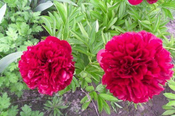 peony buds