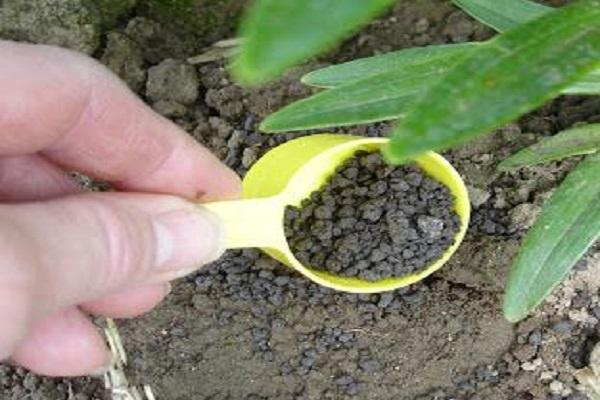 fertilizing the soil 