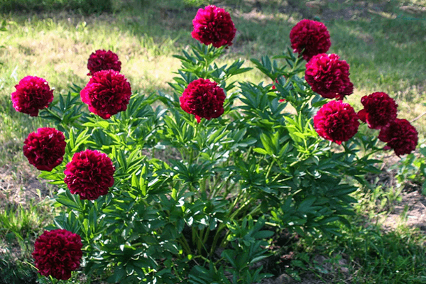 peônias estão florescendo 