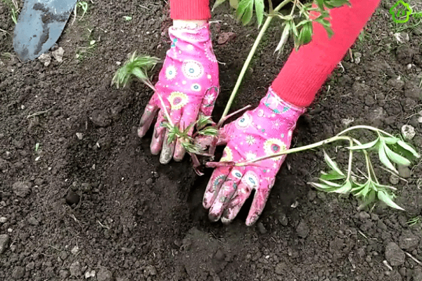 plantar una planta 