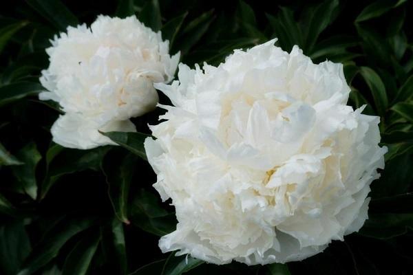 Peony Solange