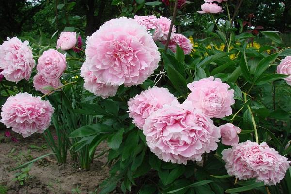 macizo de flores con flores 