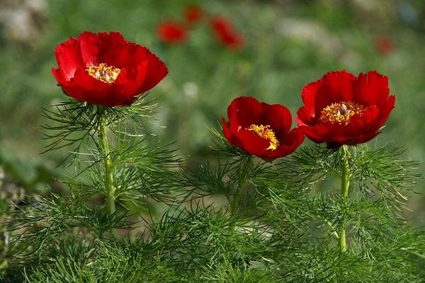 fine-leaved peony