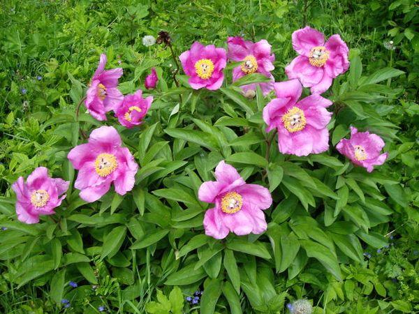 peonies in the field